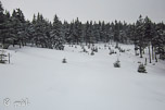 cesta